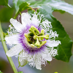 Nancy Garrison Passion Fruit Vine