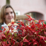 Showstopping bright red fall foliage.