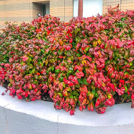 Fire Power Nandina Shrub