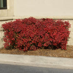 Bright red fall foliage.