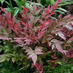 Obsession™ Nandina Shrub