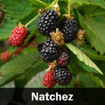 3-in-1 Blackberry Bush