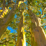 Crape Myrtles have bark that peels to reveal unique coloring for great winter interest.