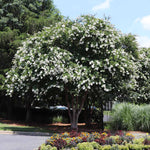 Natchez Crape Myrtle Tree