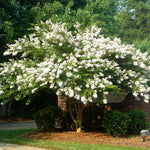 Blooms are very long lasting, all summer to fall. 