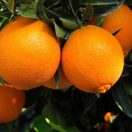 Navel Orange Tree
