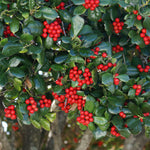 Bright red berries in fall last through winter.