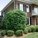 A mature Nellie Stevens in it's unpruned shape.
