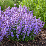 Nepeta 'Cat's Pajamas' Catmint