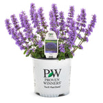 Nepeta 'Cat's Pajamas' Catmint