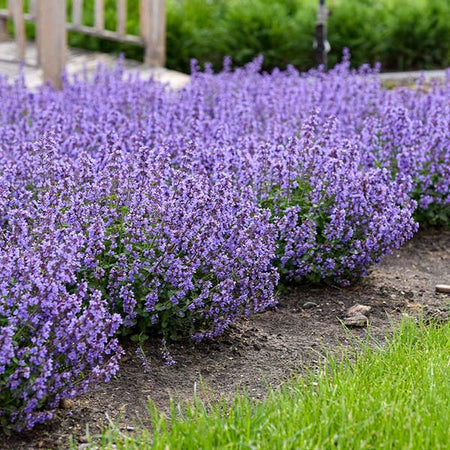 Nepeta 'Cat's Pajamas' Catmint