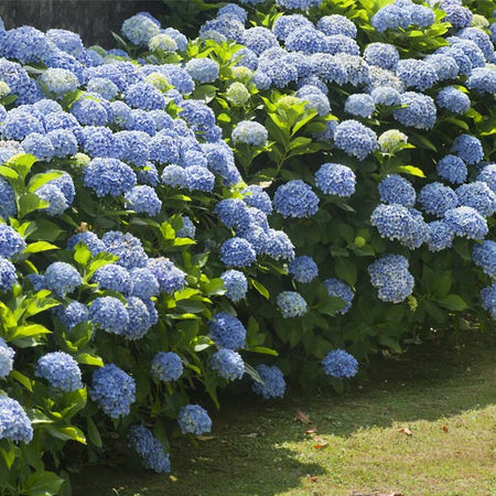 Nikko Blue Hydrangea Shrub