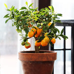 Clementines are the famous easy peel fruits from the market without the catchy name.
