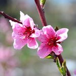Indian Free White Peach Tree