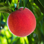 O'Henry Peach Tree