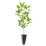 Calamondin Orange Tree