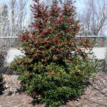 Oak Leaf™ Holly Tree