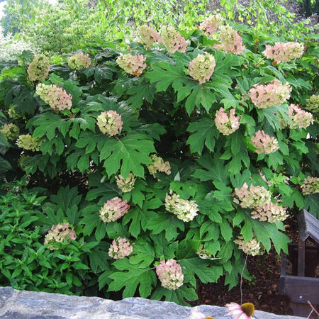 Oakleaf Hydrangea Shrub