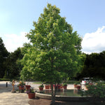 Spring and Summer Green