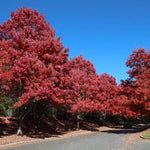 Dense Red Fall Color