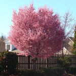 Okame Cherry Tree