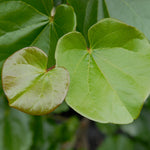 Glossier leaves than other redbuds.