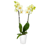 Orchid Plant in White Pot