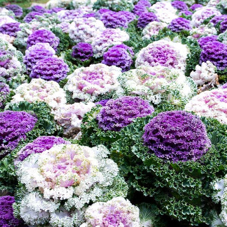 Ornamental Kale