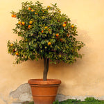Owari Satsuma Mandarins are the king of patio citrus.