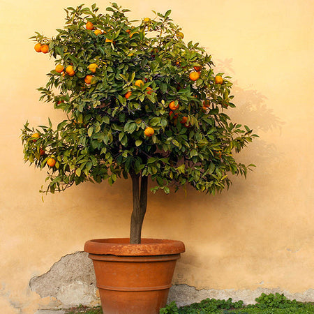 Owari Satsuma Tree