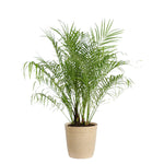 Pygmy Date Palm Tree