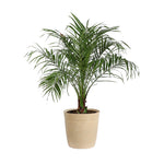 Pygmy Date Palm Tree