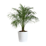 Pygmy Date Palm Tree