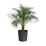 Pygmy Date Palm Tree