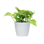 Golden Pothos Plant