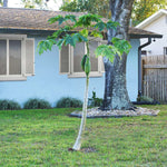 Papaya Tree