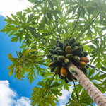 Papaya Tree