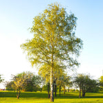 The canopy of the paper Birch is open and airy. 