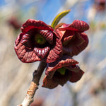 Very unique burgundy flowers in spring.