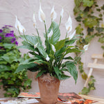 Peace Lily