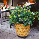 Bushel and Berry® Blueberry Peach Sorbet Plant