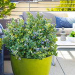 Bushel and Berry® Blueberry Peach Sorbet Plant