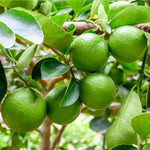 Persians are large green limes you see in markets