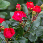 Free Petite Knock Out® Rose Shrub