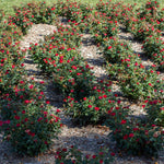 Free Petite Knock Out® Rose Shrub