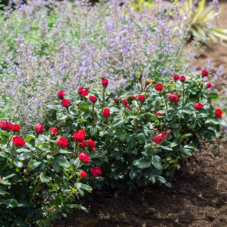 Free Petite Knock Out® Rose Shrub
