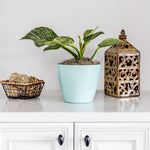 Birkin Philodendron Plant