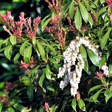 Pieris Mountain Fire Plant