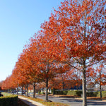 When conditions are right foliage turns a deep red.