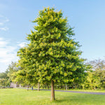 Pin Oaks grow straight and tall, reaching up to 70 feet tall and nearly as wide.